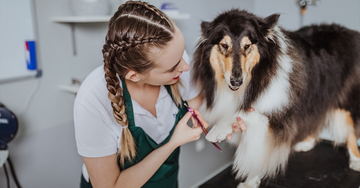 woman grooming pet at 1000 boulevard - Pet-Friendly Luxury Condos Sarasota